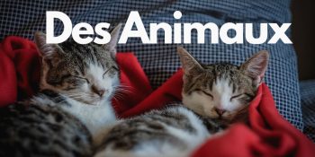 Названия животных на французском языке